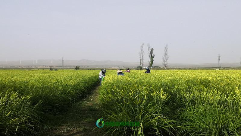 扶农助农中国农林科技网在行动陕西大荔特产黄花菜