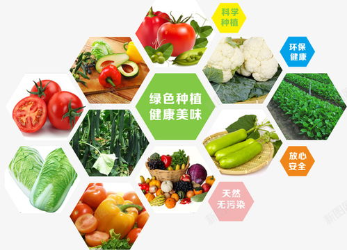 农村合作社蔬菜种植海报元素 页面网页 平面电商 创意素材 放心素材